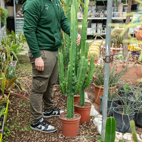 Simegarden Euphorbia eritrea 24 cm