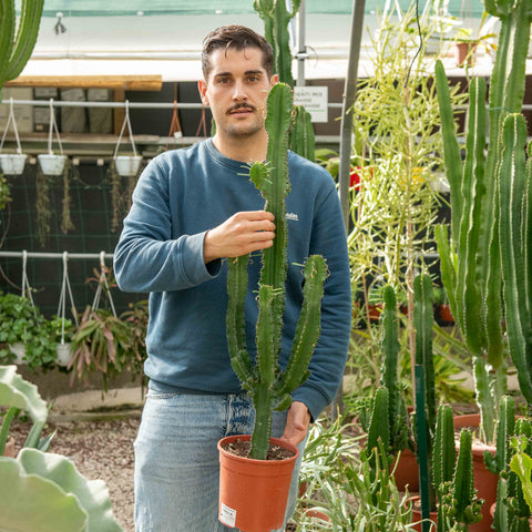 Simegarden Euphorbia eritrea