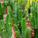 Simegarden Euphorbia eritrea