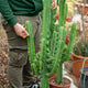 Simegarden Euphorbia eritrea