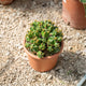 Simegarden Euphorbia handiensis 20 cm