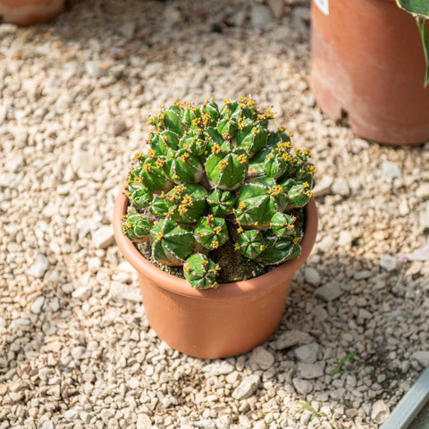 Simegarden Euphorbia handiensis 20 cm