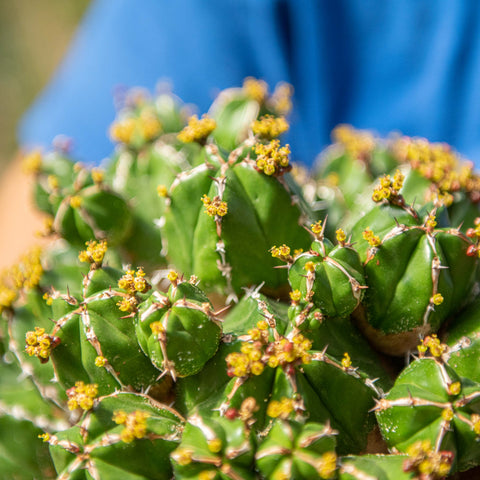 Simegarden Euphorbia handiensis 20 cm