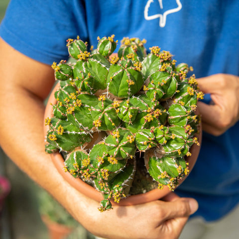Simegarden Euphorbia handiensis 20 cm