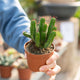 Simegarden Euphorbia heptagona 10.5 cm