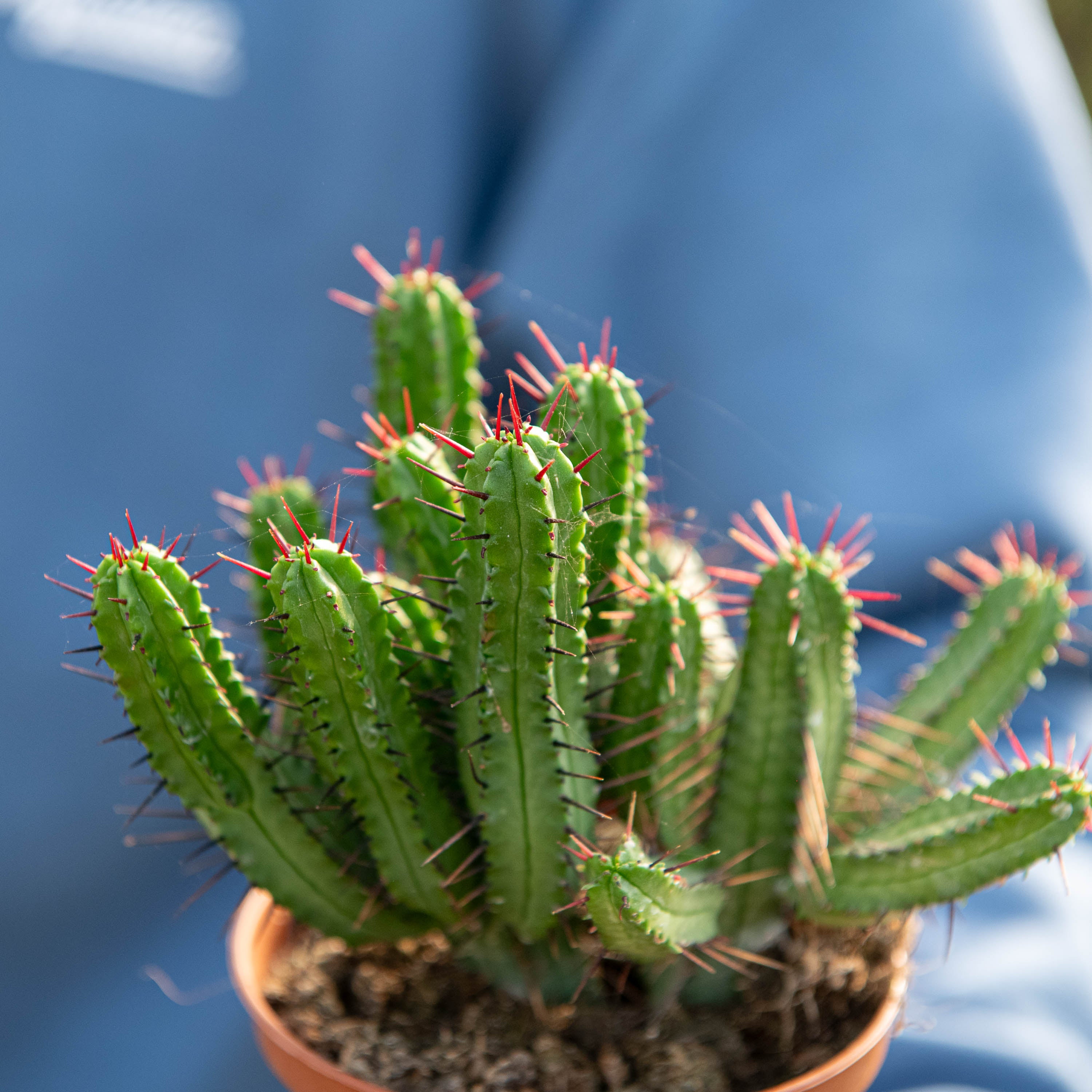 Pianta Di Cactus Euphorbia Poissonii Pax - Succulenta Alta 10 Cm Pianta Di Cactus Euphorbia Poissonii Pax - Succulenta Alta 10 Cm