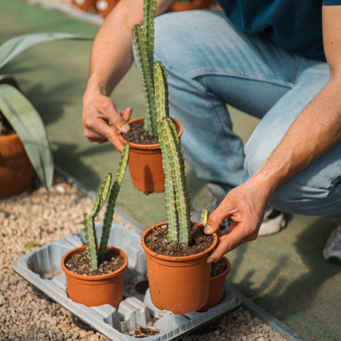 Simegarden Euphorbia heterochroma 13 cm