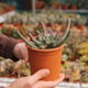 Simegarden Euphorbia inermis 12 cm