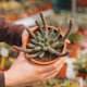 Simegarden Euphorbia inermis