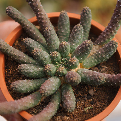 Simegarden Euphorbia inermis