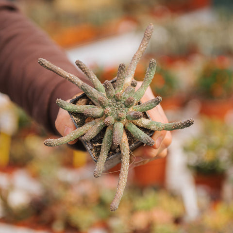 Simegarden Euphorbia inermis
