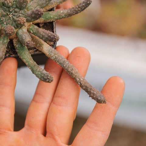Simegarden Euphorbia inermis