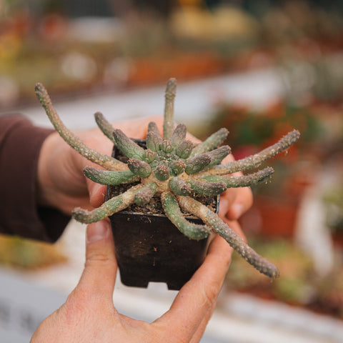 Simegarden Euphorbia inermis 7 cm
