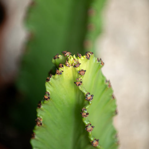 Simegarden Euphorbia ingens