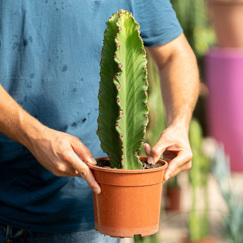 Simegarden Euphorbia ingens 17 cm