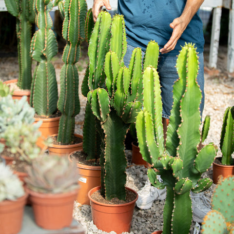 Simegarden Euphorbia ingens 25 cm