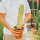 Simegarden Euphorbia ingens variegata 17 cm