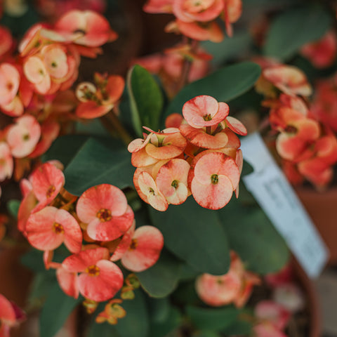 Simegarden Euphorbia lomi 24 cm