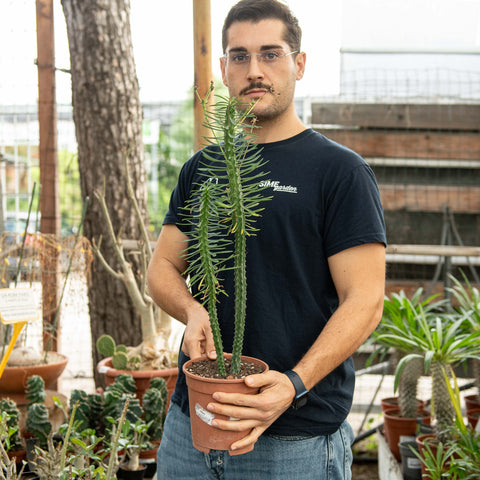 Simegarden Euphorbia loricata