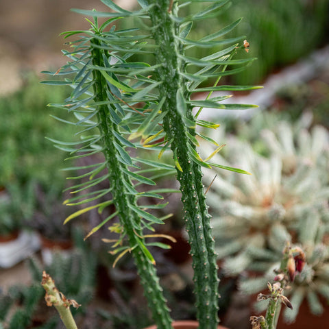 Simegarden Euphorbia loricata