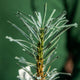 Simegarden Euphorbia multifolia 10.5 cm