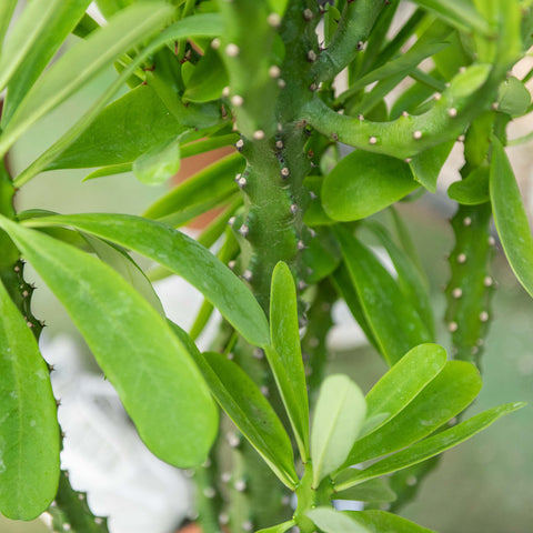 Simegarden Euphorbia neriifolia 30 cm