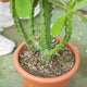 Simegarden Euphorbia neriifolia 30 cm