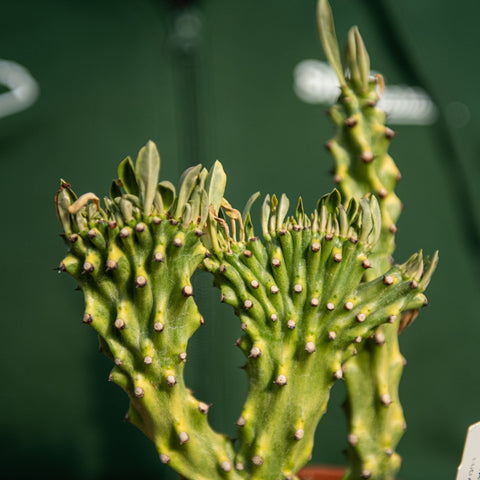 Simegarden Euphorbia neriifolia cristata variegata 12 cm