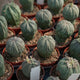 Simegarden Euphorbia obesa