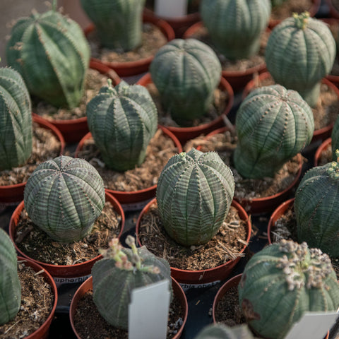 Simegarden Euphorbia obesa