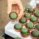Simegarden Euphorbia obesa 5.5 cm