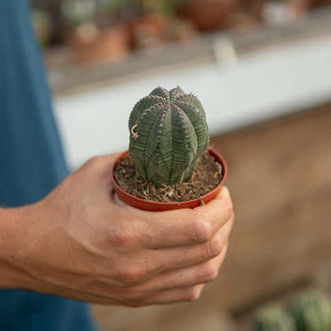 Simegarden Euphorbia obesa 8.5 cm