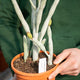 Simegarden Euphorbia onconclada 17 cm