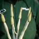 Simegarden Euphorbia onconclada 17 cm