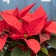 Simegarden Euphorbia pulcherrima