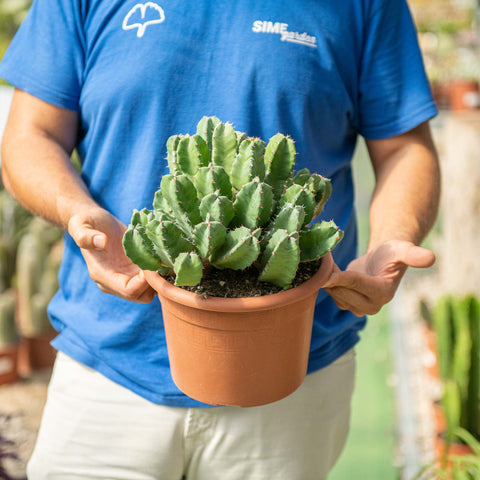 Simegarden Euphorbia resinifera 20 cm