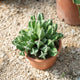 Simegarden Euphorbia resinifera 20 cm
