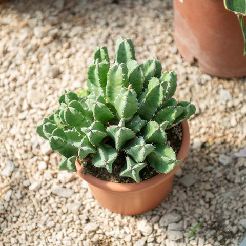 Simegarden Euphorbia resinifera 20 cm