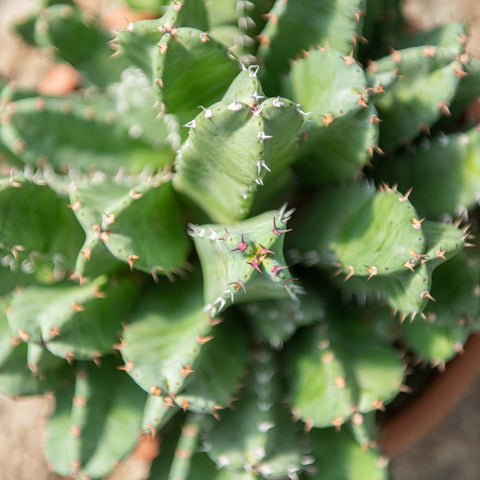 Simegarden Euphorbia resinifera 20 cm