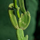 Simegarden Euphorbia sipolisii 10.5 cm