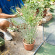 Simegarden Euphorbia stenoclada