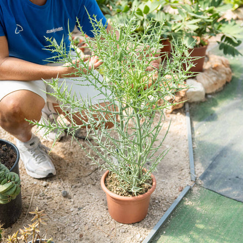 Simegarden Euphorbia stenoclada