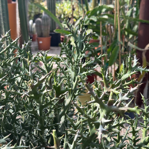 Simegarden Euphorbia stenoclada 35 cm