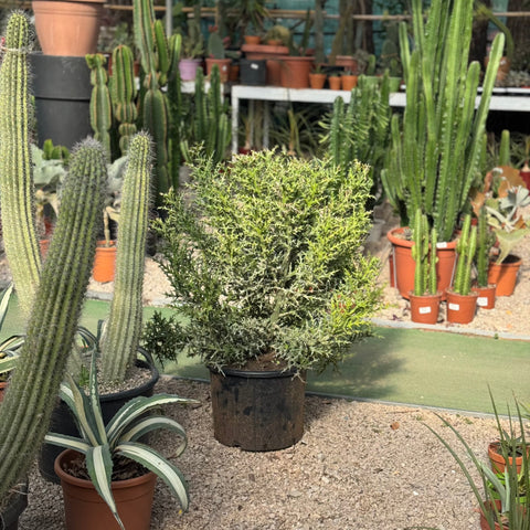 Simegarden Euphorbia stenoclada 35 cm