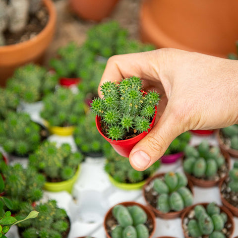 Simegarden Euphorbia susannae 20 cm