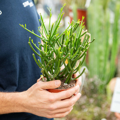 Simegarden Euphorbia tirucalli 17 cm