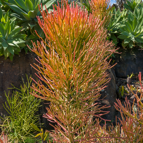 Simegarden Euphorbia tirucalli "sticks on fire" 12.5 cm