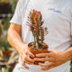 Simegarden Euphorbia trigona rubra 12 cm