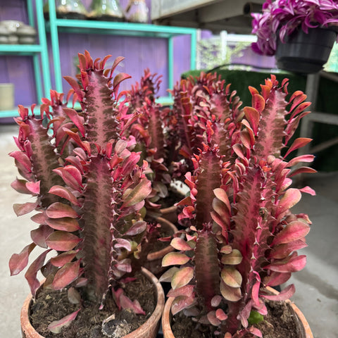 Simegarden Euphorbia trigona rubra 15 cm