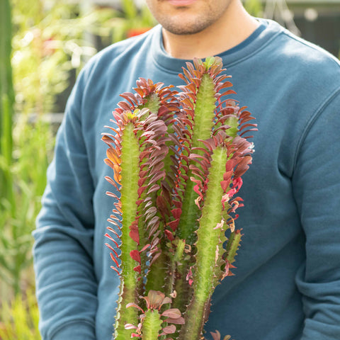 Simegarden Euphorbia trigona rubra
